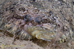 Topknot. Trefor pier. North Wales. D200, 60mm. by Derek Haslam 